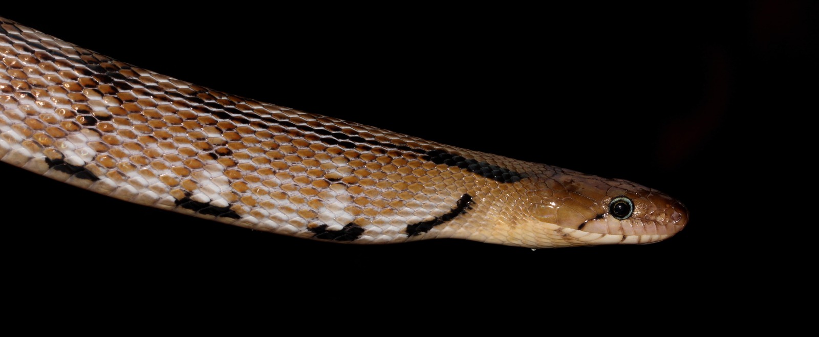 Sri Lankan Snake Species